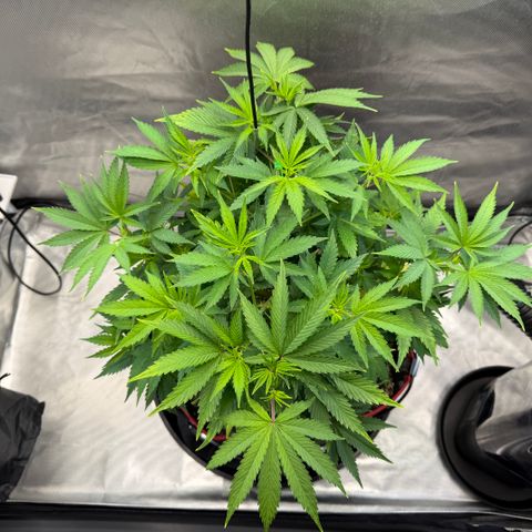 T-AK47 growlog photo: D45