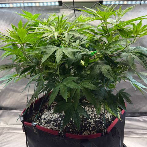 T-AK47 growlog photo: D50