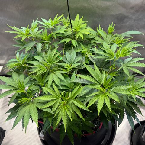 T-AK47 growlog photo: D50
