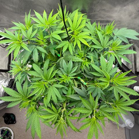 T-AK47 growlog photo: D50