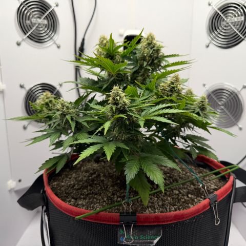 A-AAK47 growlog photo: D50