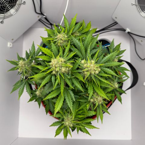 A-AAK47 growlog photo: D50