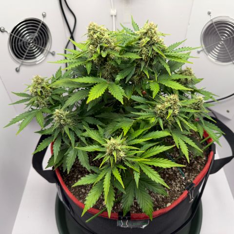 A-AAK47 growlog photo: D50