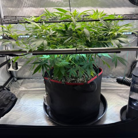 T-AK47 growlog photo: D57