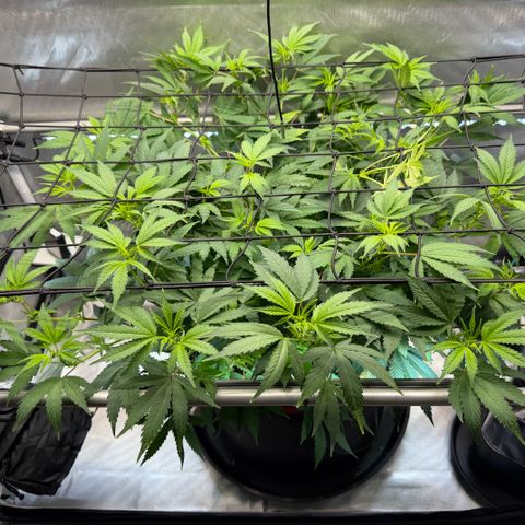 T-AK47 growlog photo: D57