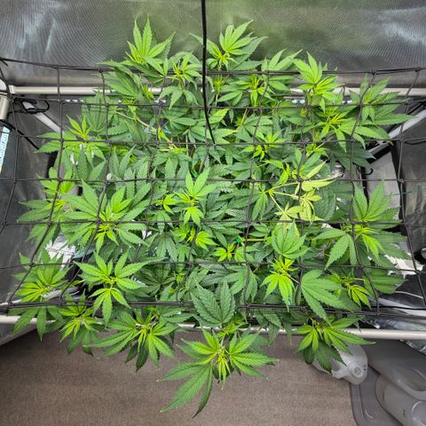 T-AK47 growlog photo: D57