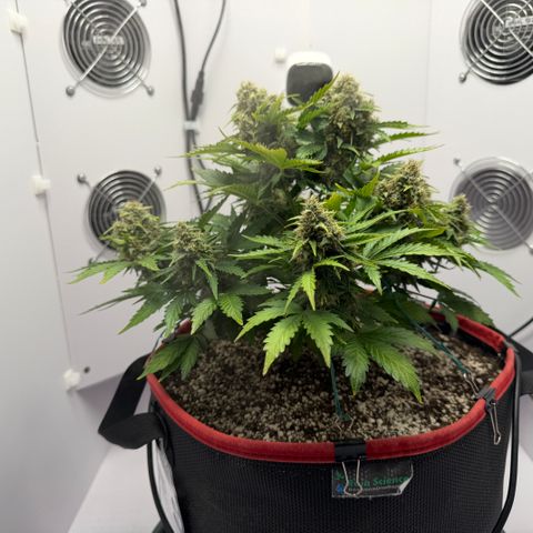 A-AAK47 growlog photo: D57