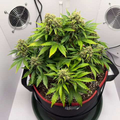A-AAK47 growlog photo: D57