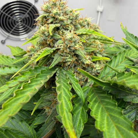 A-AAK47 growlog photo: D57