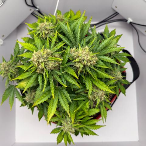 A-AAK47 growlog photo: D57