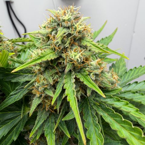 A-AAK47 growlog photo: D57