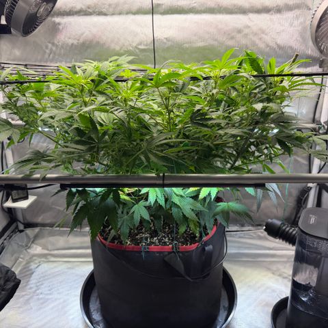 T-AK47 growlog photo: D64
