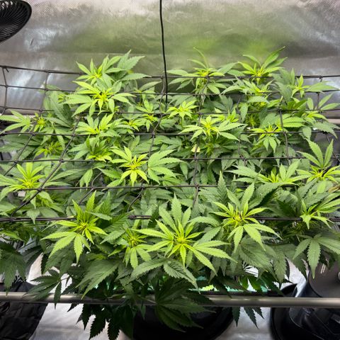 T-AK47 growlog photo: D64