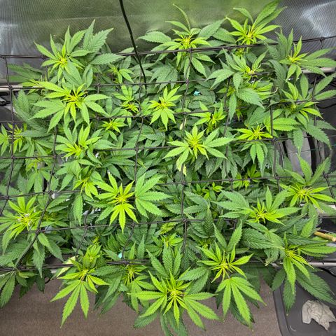 T-AK47 growlog photo: D64