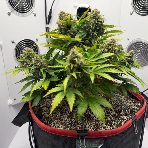 A-AAK47 growlog photo: D64