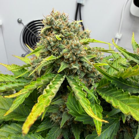 A-AAK47 growlog photo: D64