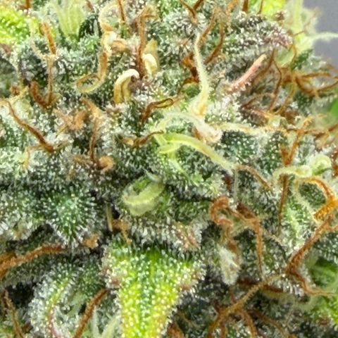 A-AAK47 growlog photo: D64