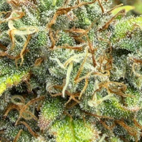 A-AAK47 growlog photo: D64