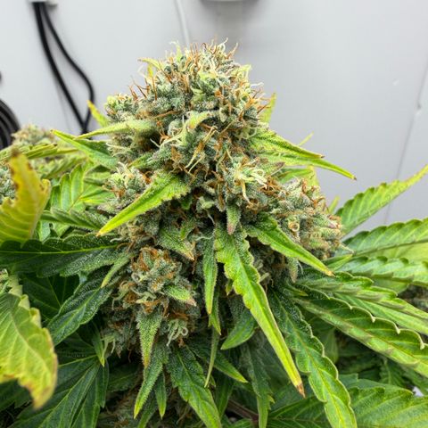 A-AAK47 growlog photo: D64