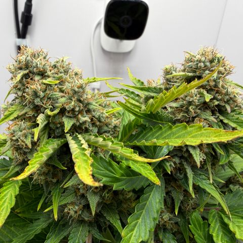 A-AAK47 growlog photo: D64