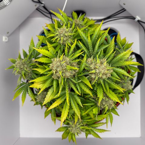 A-AAK47 growlog photo: D64