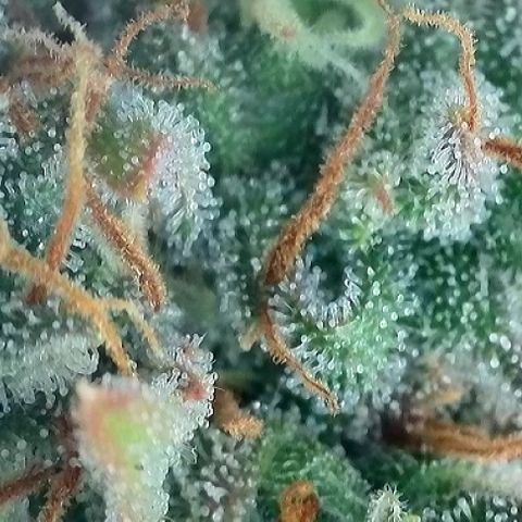 A-AAK47 growlog photo: D69