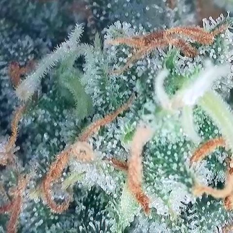 A-AAK47 growlog photo: D69