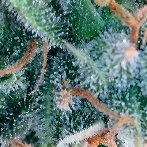 A-AAK47 growlog photo: D69