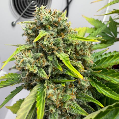 A-AAK47 growlog photo: D69
