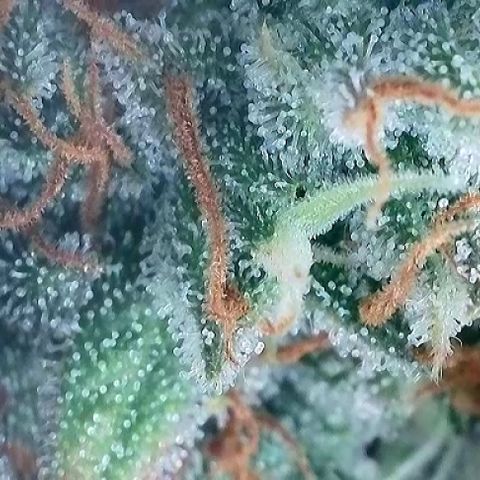 A-AAK47 growlog photo: D69