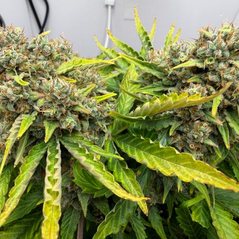 A-AAK47 growlog photo: D69