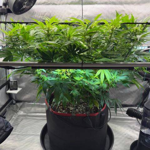 T-AK47 growlog photo: D71
