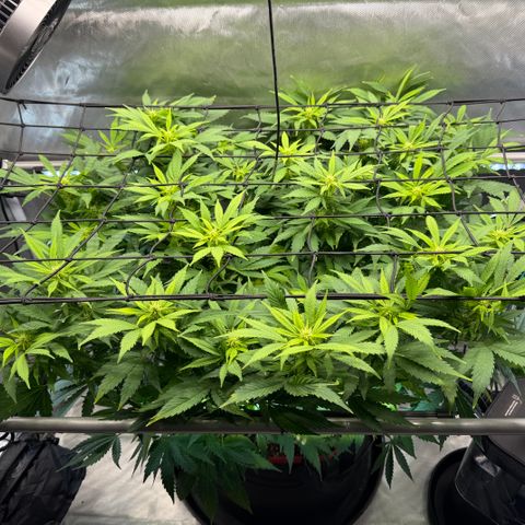 T-AK47 growlog photo: D71
