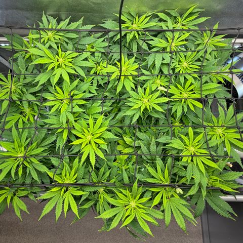 T-AK47 growlog photo: D71