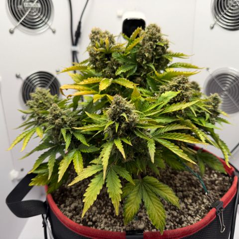 A-AAK47 growlog photo: D72