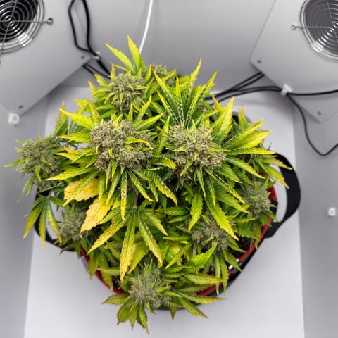 A-AAK47 growlog photo: D72