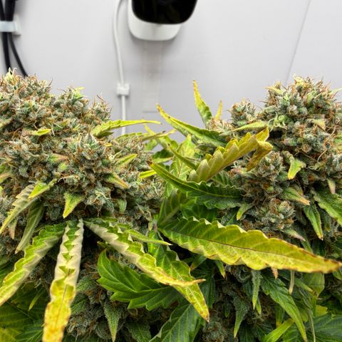 A-AAK47 growlog photo: D72