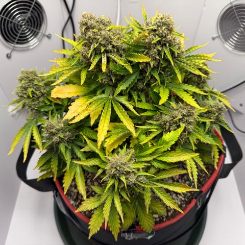 A-AAK47 growlog photo: D72