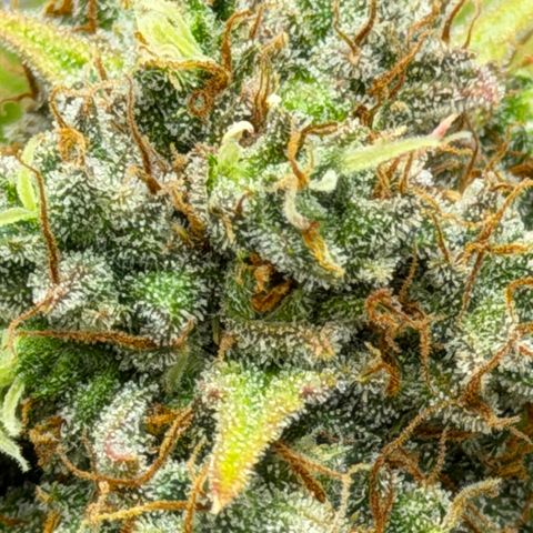 A-AAK47 growlog photo: D72