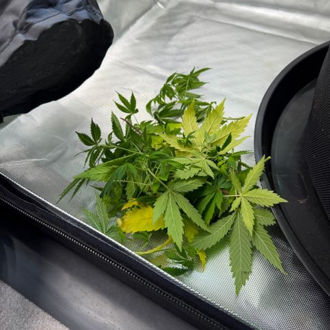 T-AK47 growlog timeline photo
