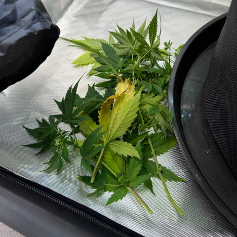 T-AK47 growlog timeline photo
