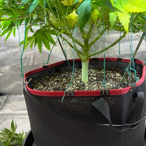 T-AK47 growlog timeline photo