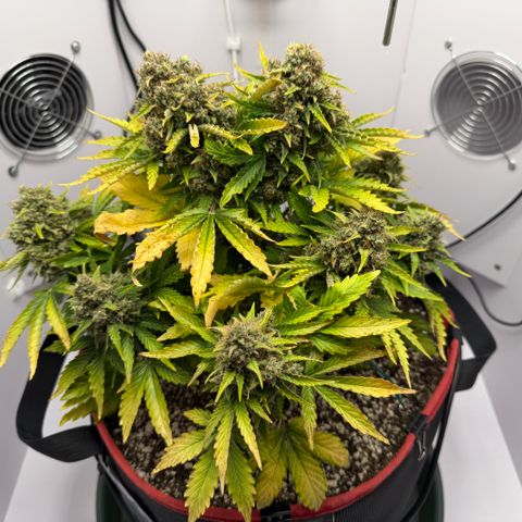 A-AAK47 growlog photo: D75