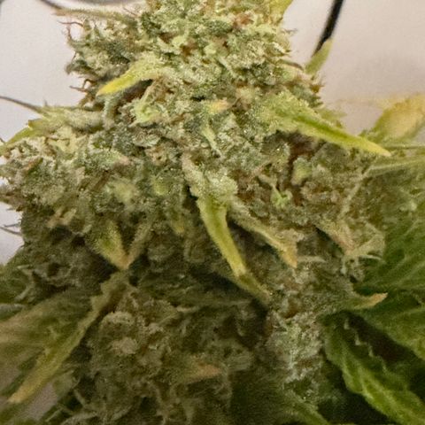 A-AAK47 growlog photo: D75