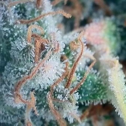 A-AAK47 growlog photo: D75