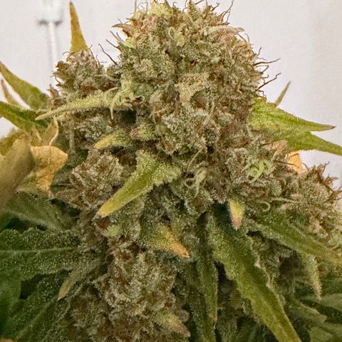 A-AAK47 growlog photo: D75