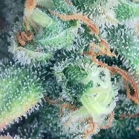 A-AAK47 growlog photo: D75