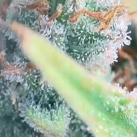 A-AAK47 growlog photo: D75