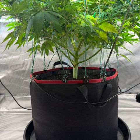T-AK47 growlog photo: D78