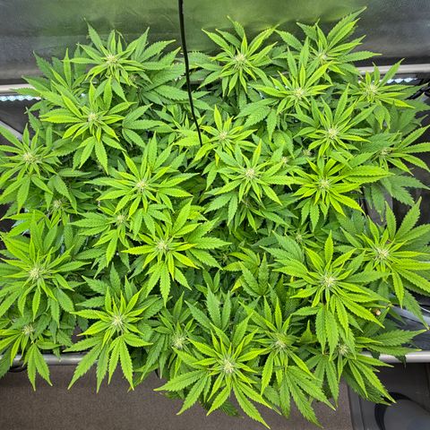 T-AK47 growlog photo: D78